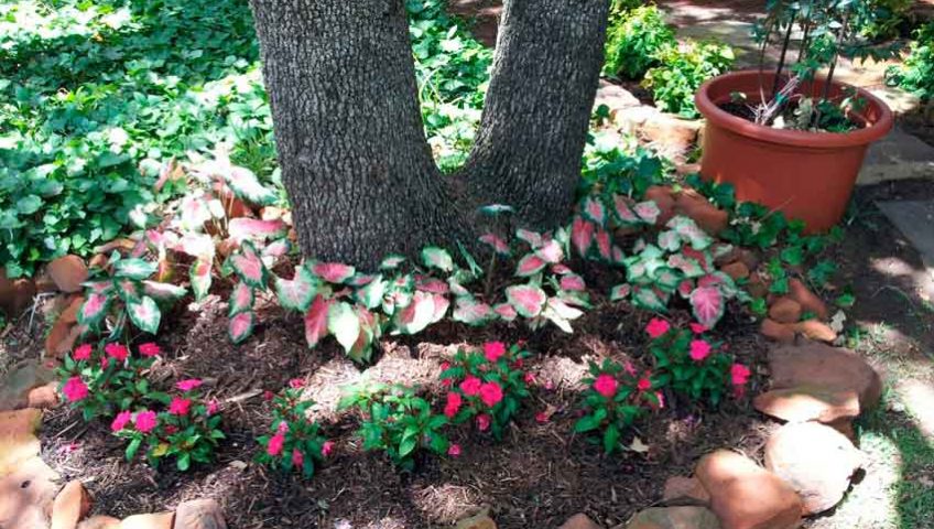 Arlington Tree Service, Restoration And Care